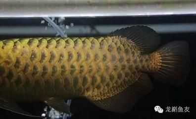 馬來西亞高端龍魚品牌漁場大匯總（馬來西亞高端龍魚品牌漁場大匯總道客巴巴）