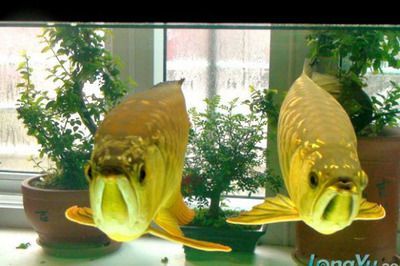 金龍魚抱卵什么意思：金龍魚抱卵是什么意思 金龍魚抱卵什么意思：金龍魚抱卵是什么意思 龍魚百科 第6張