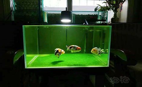 西龍魚缸售后服務(wù)電話是多少號 西龍魚缸售后服務(wù)電話是多少號 龍魚百科