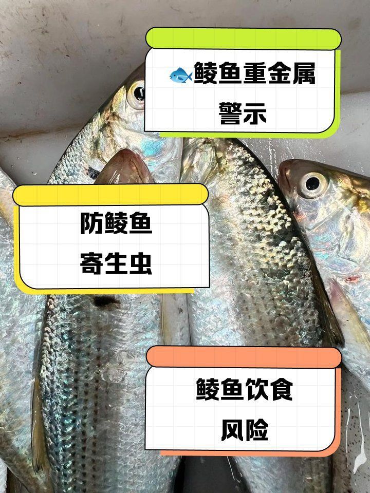 鯪魚為何要盡量少吃
