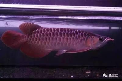 龍魚一般多大發色正常：如何判斷龍魚發色是否正常