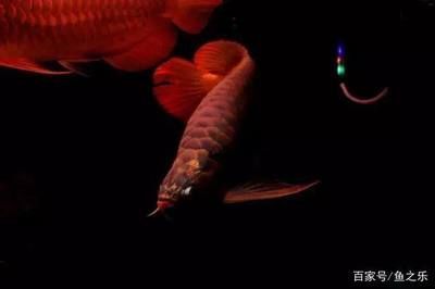 龍魚的霸氣說說短句子：關于龍魚霸氣的說說短句子