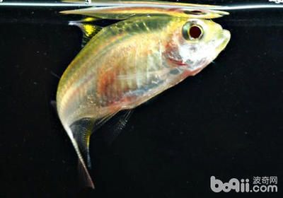 檸檬鯽品種的飼養(yǎng)技巧，檸檬鯽魚的飼養(yǎng)技巧 檸檬鯽品種的飼養(yǎng)技巧，檸檬鯽魚的飼養(yǎng)技巧 龍魚百科 第5張