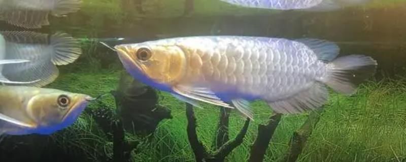 龍魚鼓眼怎么治療：龍魚鼓眼怎么辦 龍魚鼓眼怎么治療：龍魚鼓眼怎么辦 龍魚百科 第5張