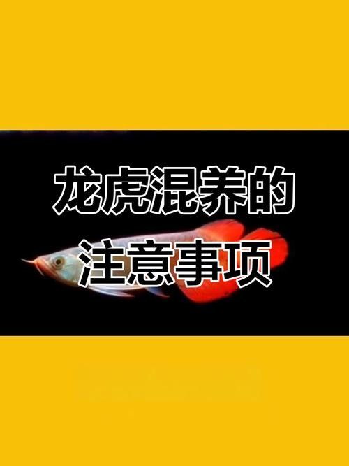 龍魚配什么魚最佳圖片