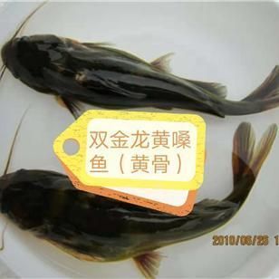 金龍魚苗批發【金龍魚苗批發價格影響因素】