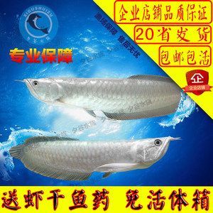 金龍魚苗批發【金龍魚苗批發價格影響因素】