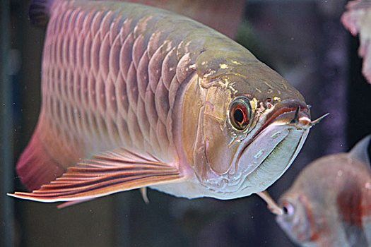 大龍魚圖片高清壁紙