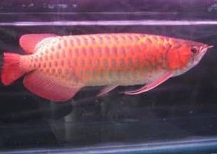 紅龍魚搭配什么魚好（紅龍魚和什么魚一起養）
