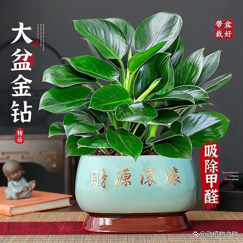 金鉆的圖片和價(jià)格