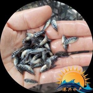 網上買龍魚苗成活率怎么樣：網上買龍魚苗的成活率怎么樣網上買龍魚苗成活率怎么樣