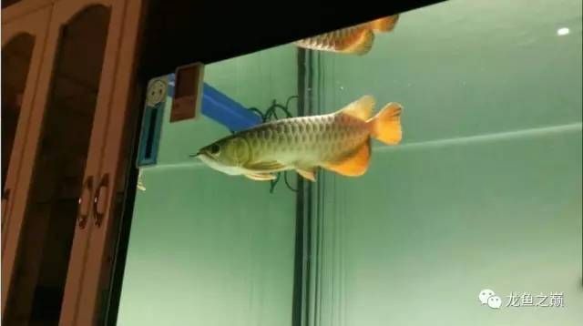 龍魚錦標賽冠軍名單公布（2019年長城杯世界龍魚錦標賽冠軍名單）