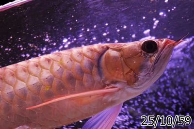 龍魚錦標賽冠軍名單公布（2019年長城杯世界龍魚錦標賽冠軍名單）