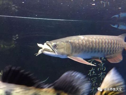 龍魚和巴西龜混養(yǎng)（巴西龜不適合與龍魚混養(yǎng)，考慮以下幾個(gè)因素，龍魚混養(yǎng)）