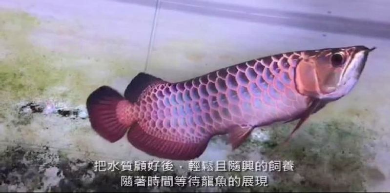 臺灣龍魚玩家江輝亮視頻