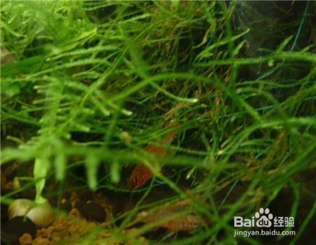 紅龍魚需要24小時開燈嗎視頻（紅龍魚需要24小時開燈嗎視頻講解）