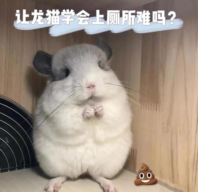 如何訓練龍貓使用陶瓷廁所？ 如何訓練龍貓使用陶瓷廁所？ 龍魚百科 第1張