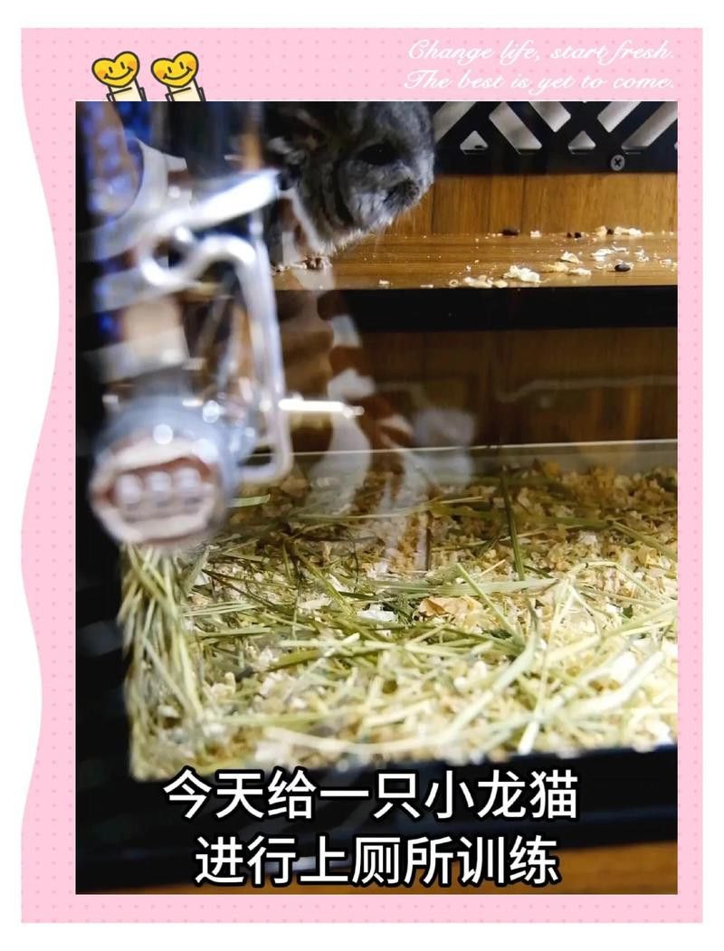 如何訓練龍貓使用陶瓷廁所？ 如何訓練龍貓使用陶瓷廁所？ 龍魚百科 第4張