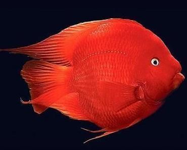 白子銀龍魚苗健康體態標準：白子銀龍魚苗日常護理要點白子銀龍魚苗日常護理要點