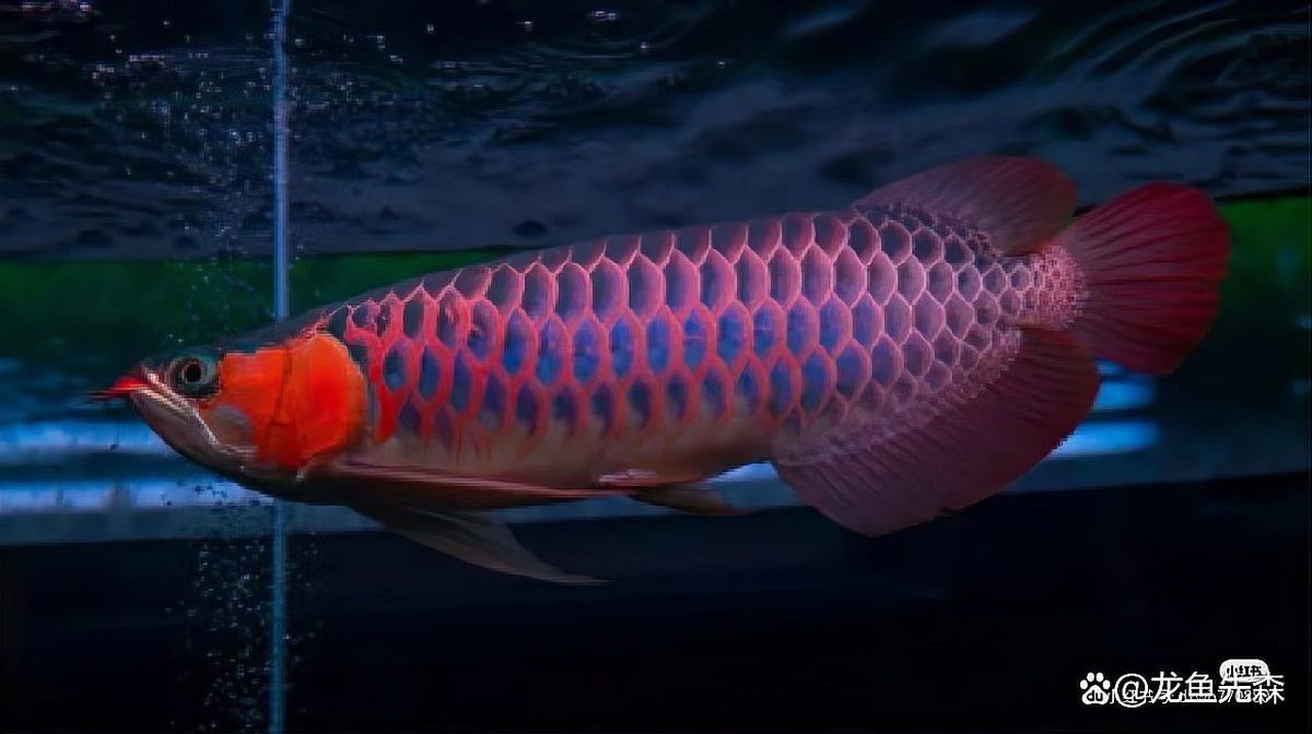 紅龍魚鰓蓋掉色是自然現象嗎？