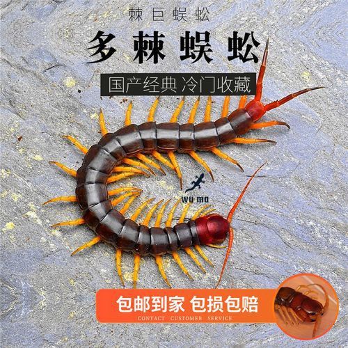 紅龍魚稀有品種的價格是多少？
