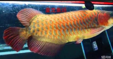 紅龍魚十大魚場排名：紅龍魚十大漁場排名 紅龍魚十大魚場排名：紅龍魚十大漁場排名 龍魚百科 第3張