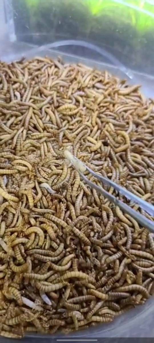 雷龍魚可以吃面包蟲嗎