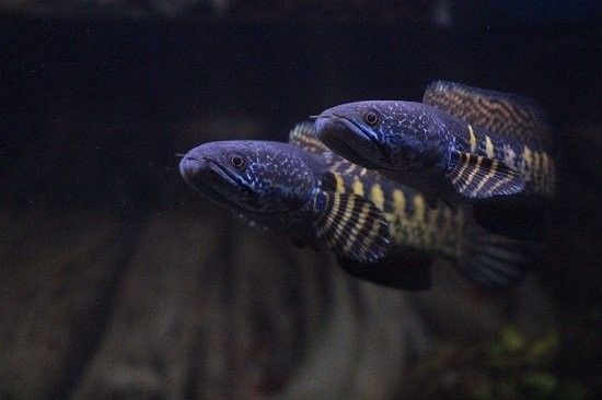 雷龍魚可以吃面包蟲嗎