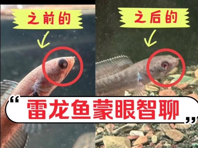 龍魚蒙眼會死嗎圖片
