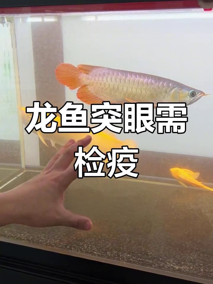 龍魚眼睛凸起多久會失明？