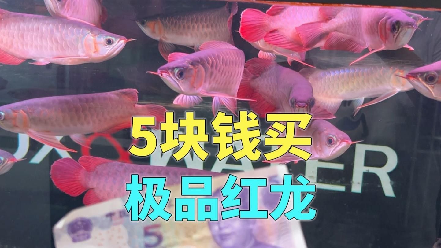 印尼紅龍需要多大的魚缸？