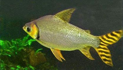 金龍魚20cm魚苗吃什么（20cm的金龍魚應該投喂小魚、蟑螂、南極蝦等人工餌料）