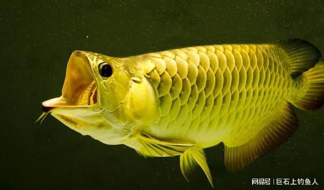 金龍魚20cm魚苗吃什么（20cm的金龍魚應該投喂小魚、蟑螂、南極蝦等人工餌料）