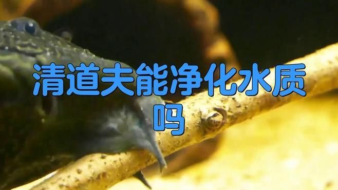 龍魚缸里放清道夫會影響水質嗎