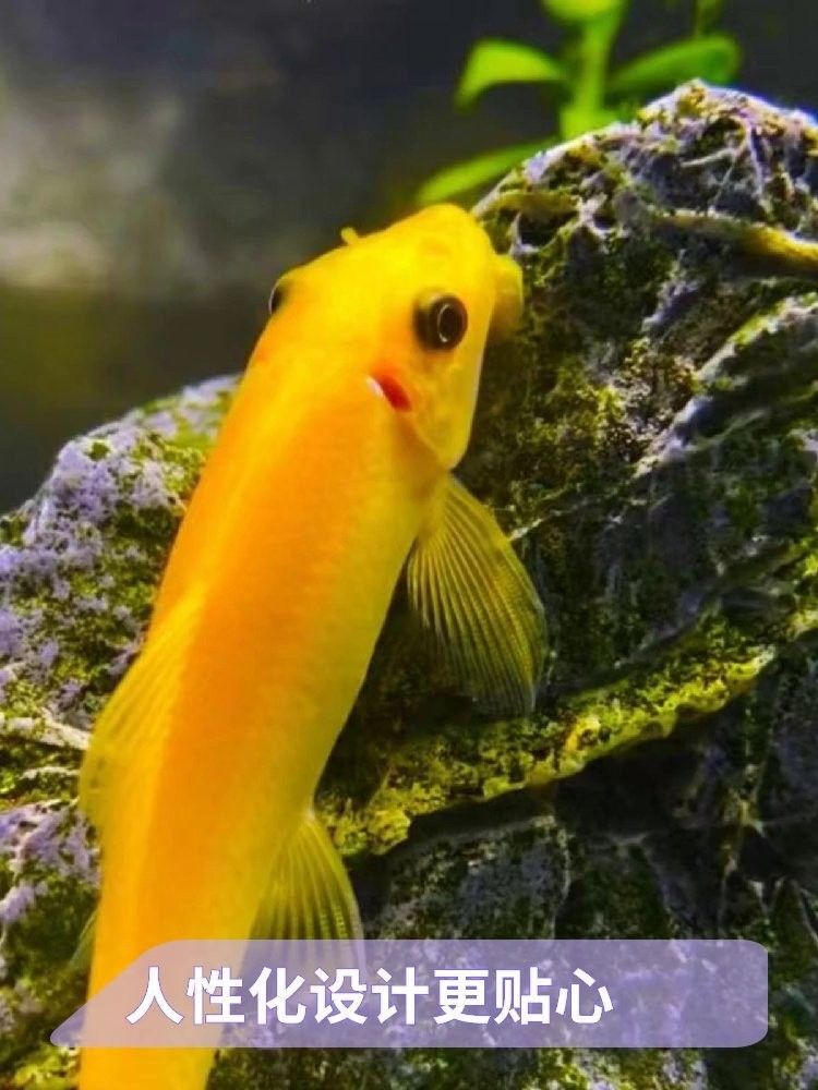 龍魚缸里放清道夫會影響水質嗎