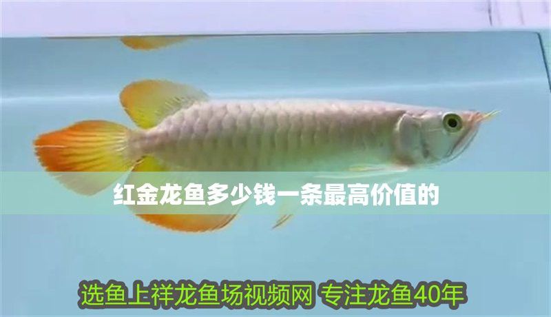 紅色的金龍魚多少錢一只