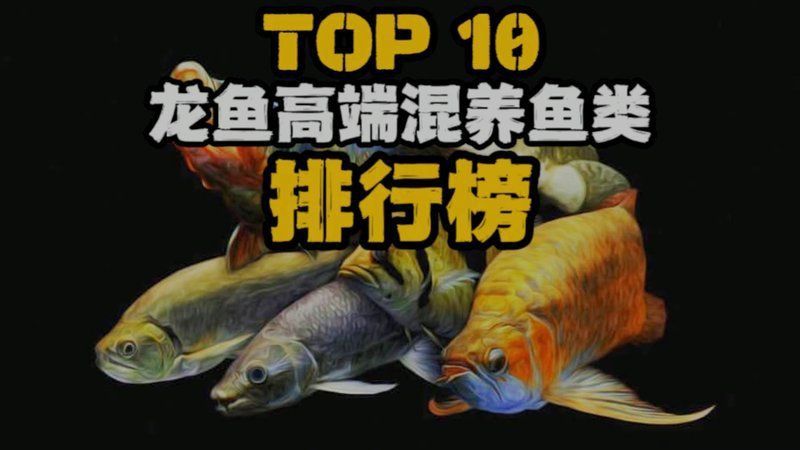 十大品牌龍魚(yú)排行榜
