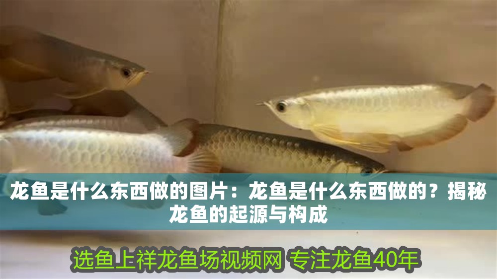龍魚是什么東西做的圖片:龍魚是什么東西做的?揭秘龍魚的起源與構成 龍魚百科 第1張 龍魚是什么東西做的圖片:龍魚是什么東西做的?揭秘龍魚的起源與構成 龍魚是什么東西做的圖片:龍魚是什么東西做的?揭秘龍魚的起源與構成 龍魚百科 第1張