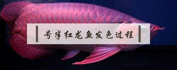 紅龍魚的詩句（關于“紅龍魚的詩句”的相關信息我愿意繼續提供幫助） 紅龍魚的詩句（關于“紅龍魚的詩句”的相關信息我愿意繼續提供幫助） 龍魚百科 第1張