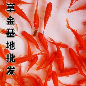紅龍魚的詩句（關于“紅龍魚的詩句”的相關信息我愿意繼續提供幫助） 紅龍魚的詩句（關于“紅龍魚的詩句”的相關信息我愿意繼續提供幫助） 龍魚百科 第3張