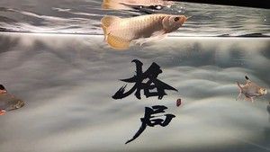 紅龍魚的詩句（關于“紅龍魚的詩句”的相關信息我愿意繼續提供幫助） 紅龍魚的詩句（關于“紅龍魚的詩句”的相關信息我愿意繼續提供幫助） 龍魚百科 第7張