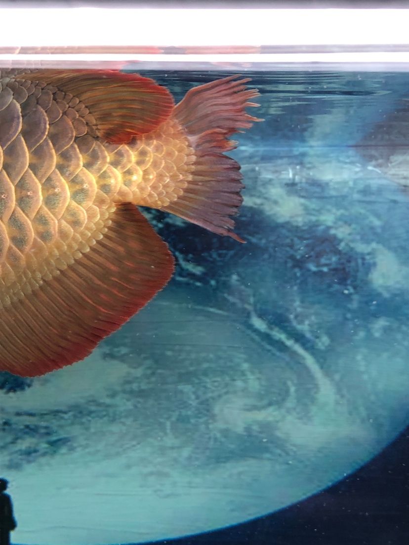 黑暗中帶點憂傷 黑暗中帶點憂傷 龍魚百科 第1張