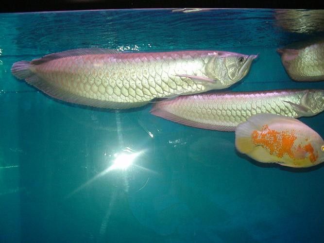 銀龍魚是什么顏色為正常的圖片