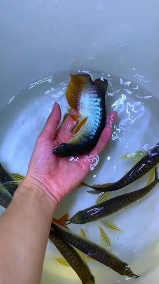 龍魚古典藍價格