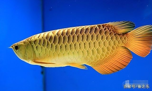龍魚古典藍價格