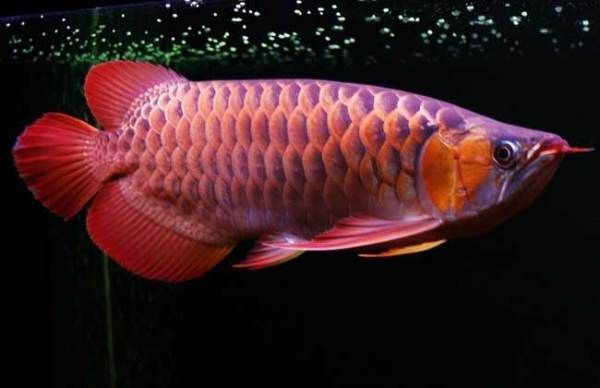 紅龍魚生活環境特征（紅龍魚生活在什么環境下才能更好發色）