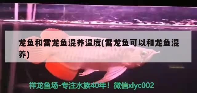 龍魚和雷龍可以混養(yǎng)嗎：龍魚和雷龍混養(yǎng)的注意事項(xiàng) 龍魚和雷龍可以混養(yǎng)嗎：龍魚和雷龍混養(yǎng)的注意事項(xiàng) 龍魚百科 第2張