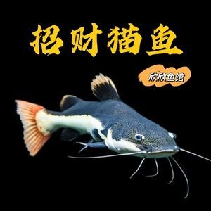 黃金龍魚水溫要多少度【如何確定黃金龍魚的水溫】