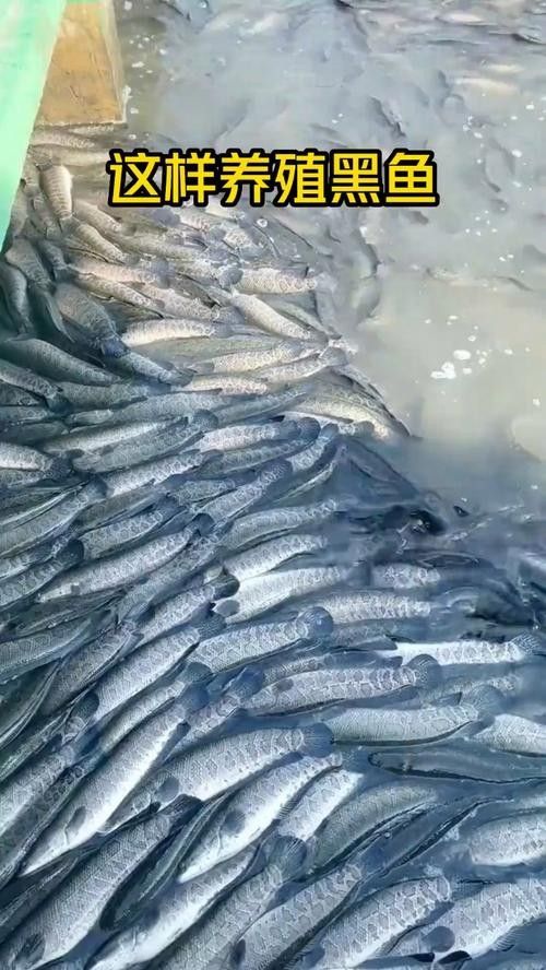 黑龍魚好吃嗎怎么養(yǎng)好 黑龍魚好吃嗎怎么養(yǎng)好 龍魚百科 第11張