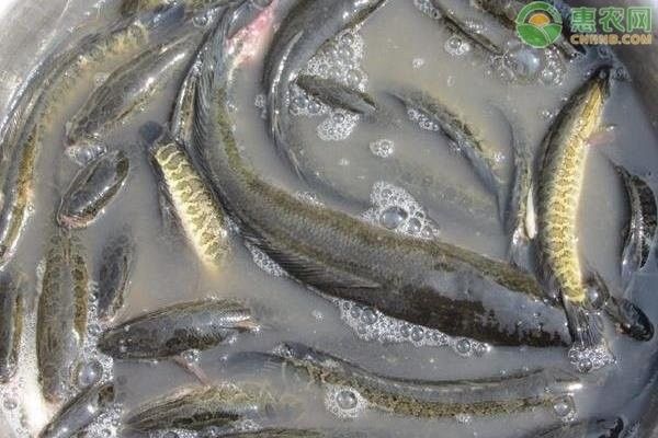 黑龍魚好吃嗎怎么養(yǎng)好 黑龍魚好吃嗎怎么養(yǎng)好 龍魚百科 第15張
